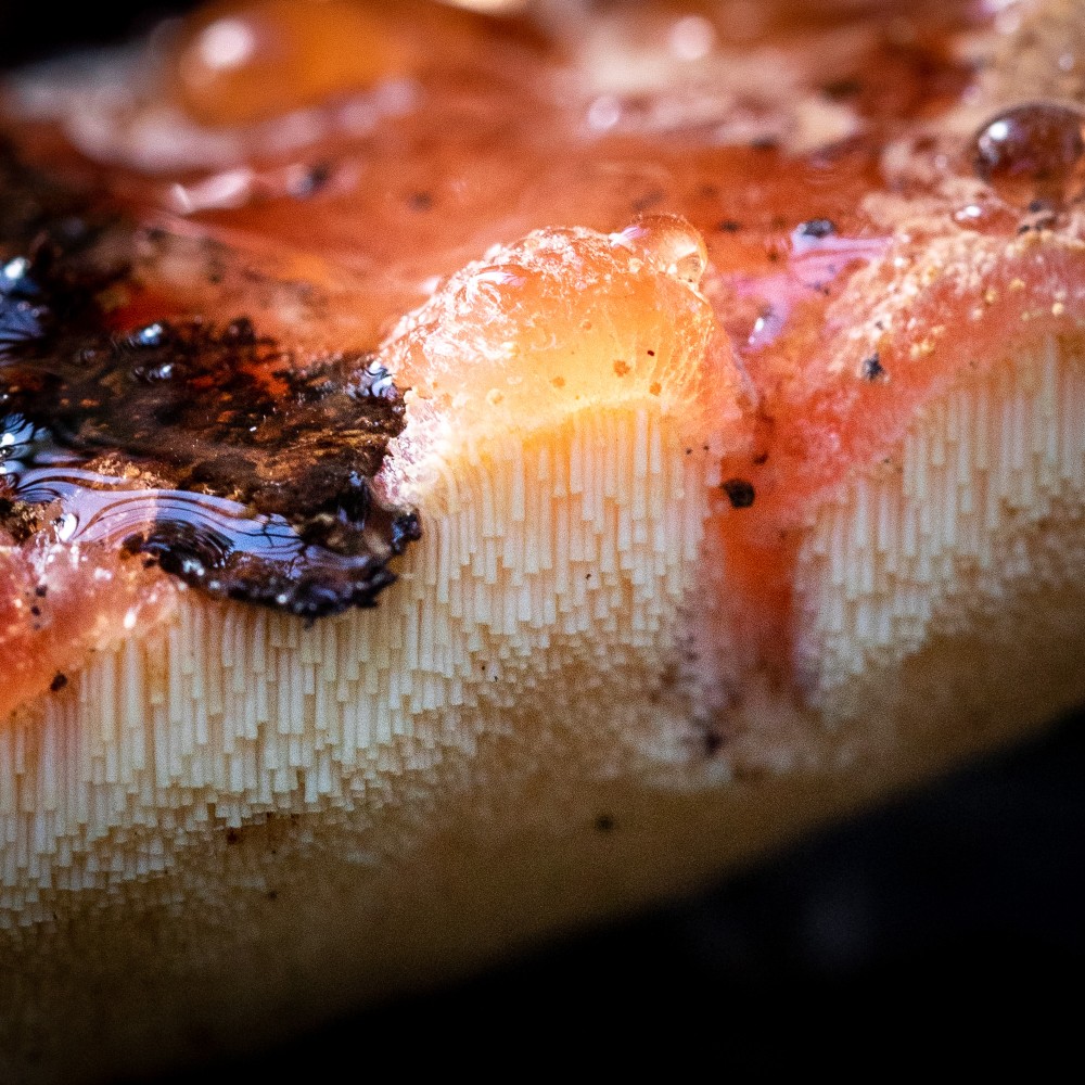 Fungi